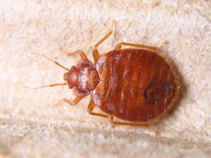 bed bugs control covina