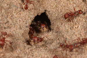 ant control covina