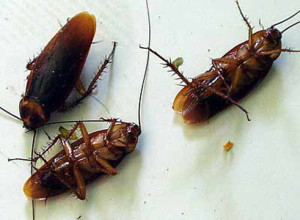 cockroach control covina