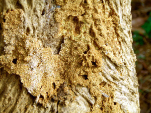 termite control covina